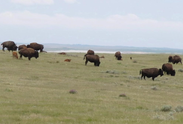 herd, Prairie bison, graze, Old Man on His Back Prairie, Heritage Conservation Area, 