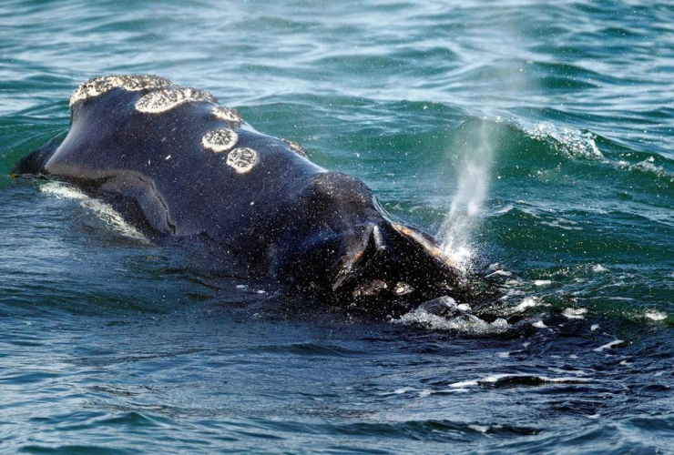 North Atlantic right whale, Cape Cod bay, 