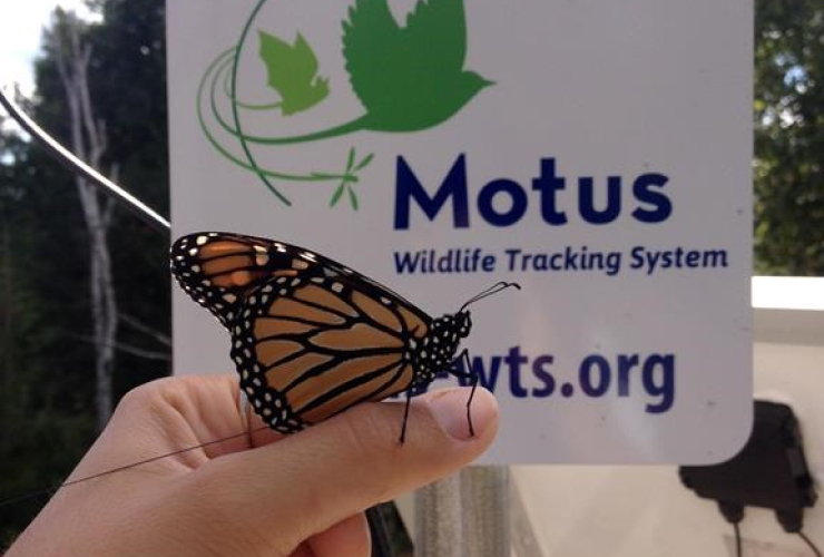 Researchers, butterflies, tiny radio-tracking fanny packs, track, distance, speed, fall migration,