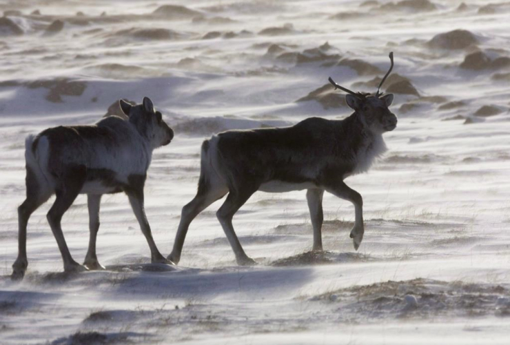 Wild caribou, tundra, Meadowbank Gold Mine, Nunavut,