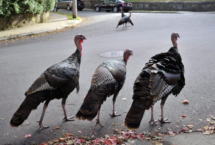 Wild turkeys, Brookline, 