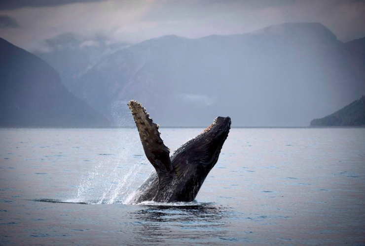 humpback whale, Hartley Bay, Great Bear Rainforest,