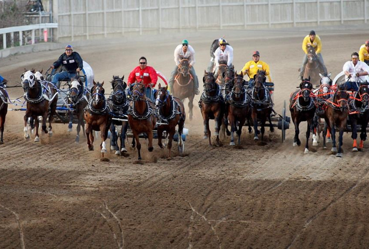 chuckwagon race, Calgary Stampede, Calgary, 