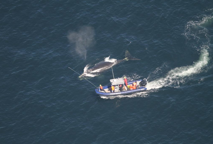 Crew members, disentangle, whale, Gulf of St. Lawrence,