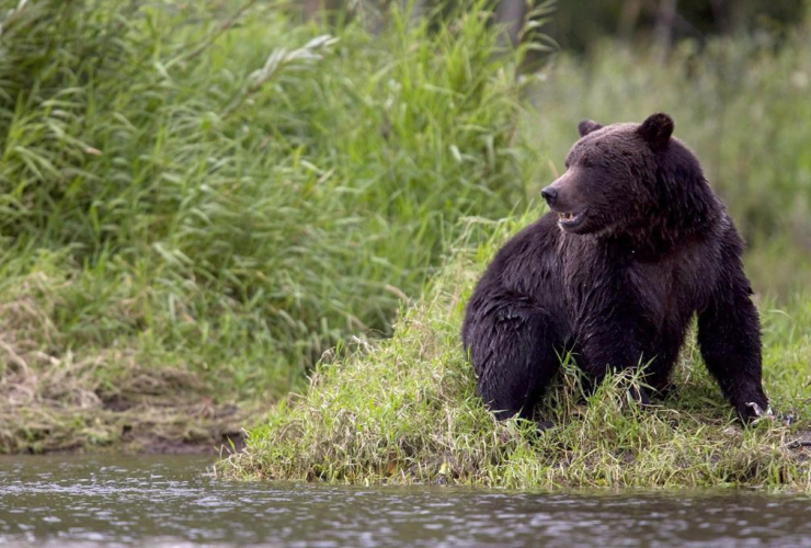 grizzly bear, fishing, Tweedsmuir Provincial Park, Bella Coola, 