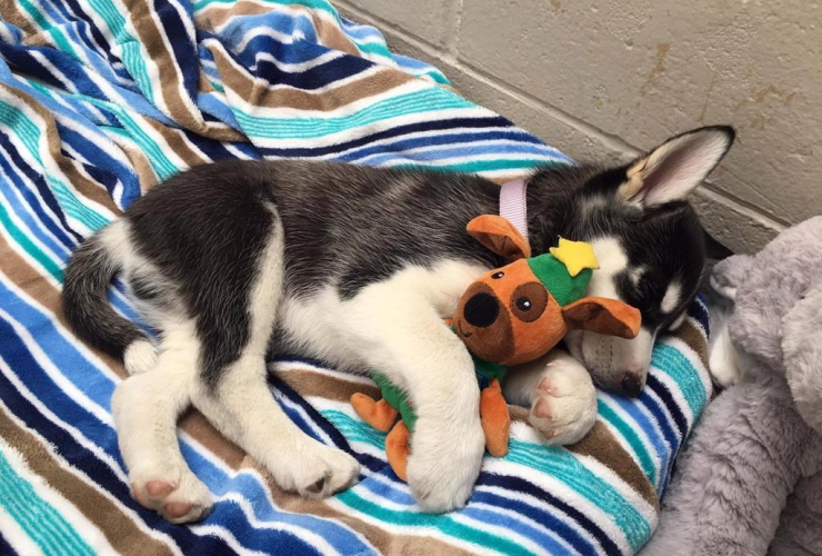 husky puppy, 