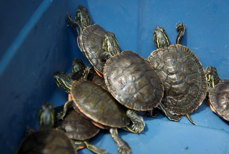 Turtles, bucket,