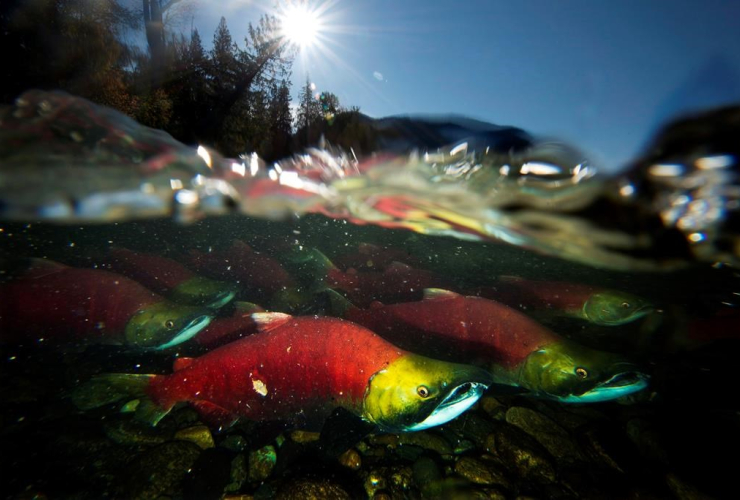 Spawning sockeye salmon, pacific salmon, 