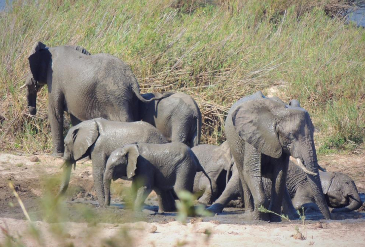 herd of elephants, Kruger National Park, South Africa,