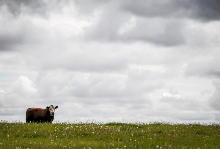 bull, grazes, pasture, farm, Cremona,