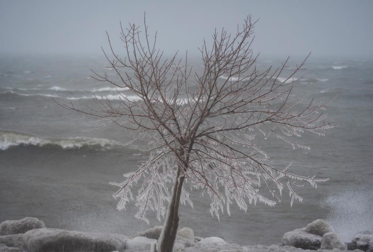 Icicles, tree branches, Coronation Park, Toronto,