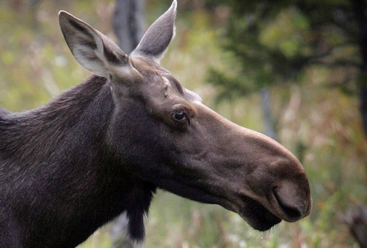 moose, Franconia, 