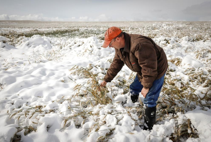 Farmer, David Reid, wheat crop,