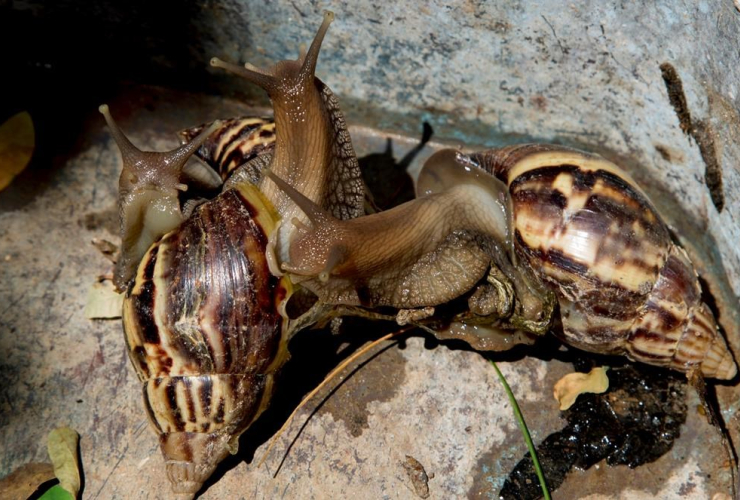 giant African snails, Havana, Cuba, 