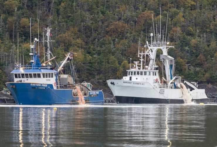 Pink residue, Fortune Bay, Newfoundland, cleanup, salmon deaths, fish farm,