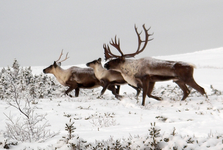 caribou