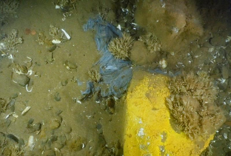 blue plastic bag, Bay of Fundy,