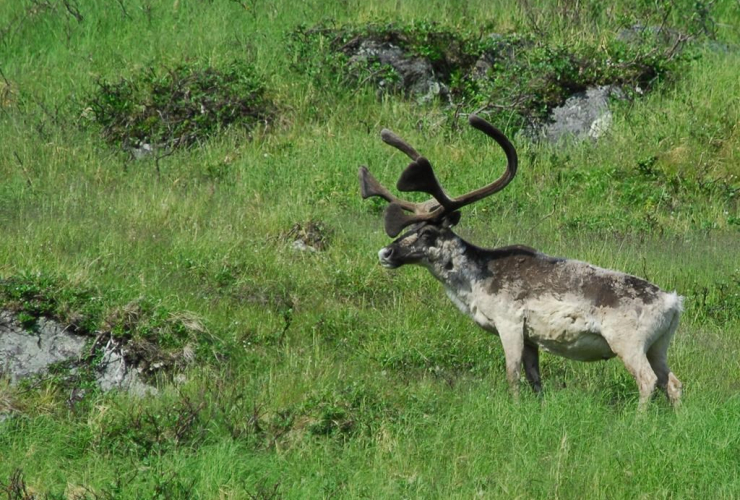 caribou, Baffin Island,