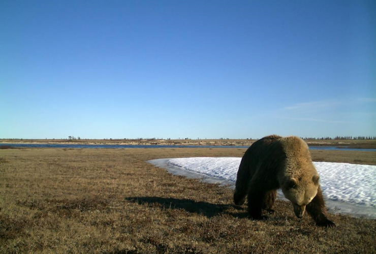 Grizzly bear,