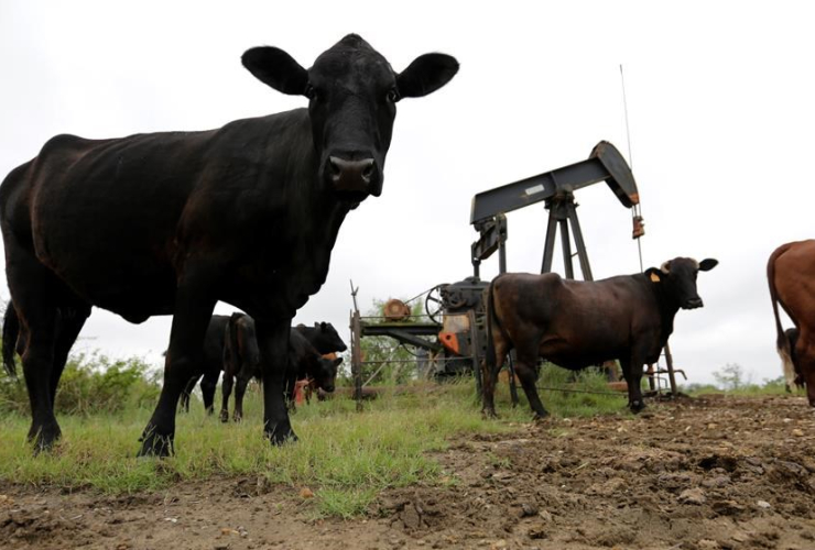 cattle graze, Texas, ranch, Bigfoot, 