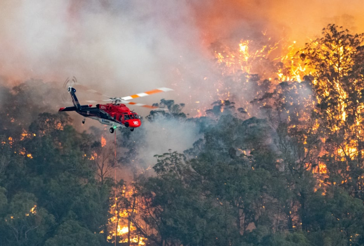 Australia, burning, forests, animal species, koala, 