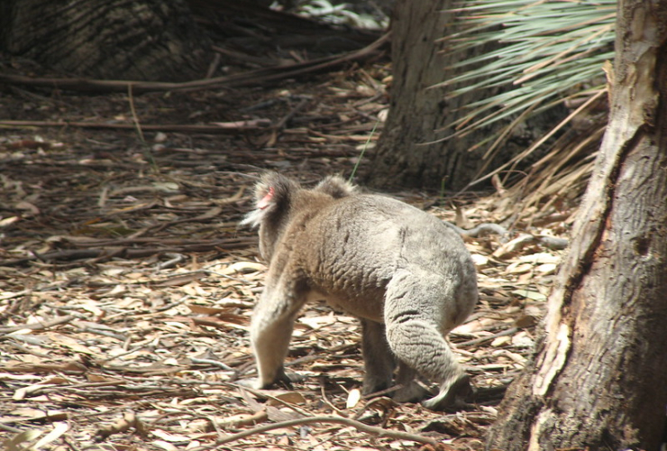 Koala,