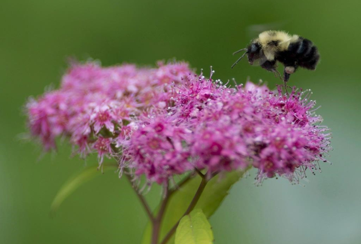 bee, pollinates, flowers, garden, Chelsea, Que., 