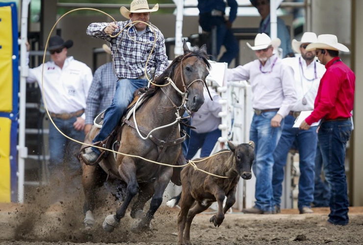 Caleb Smidt, Texas, calf, rodeo action, Calgary Stampede, Calgary, 