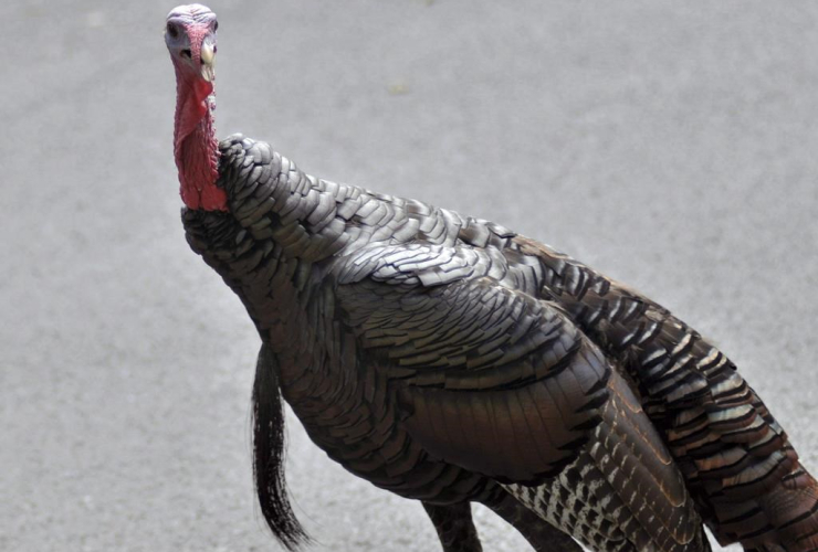 wild turkey, Brookline, Mass.,