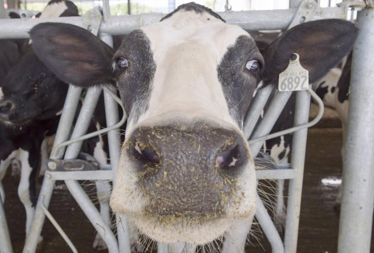 dairy cow,  farm, Sainte-Marie-Madelaine, Quebec. 