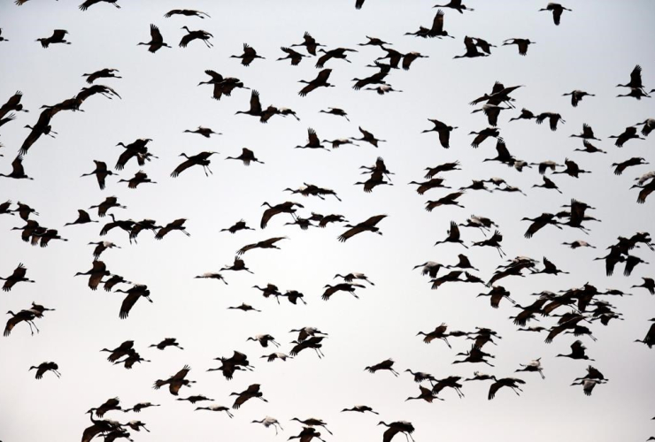 Sandhill cranes, Gibbon, Neb., 