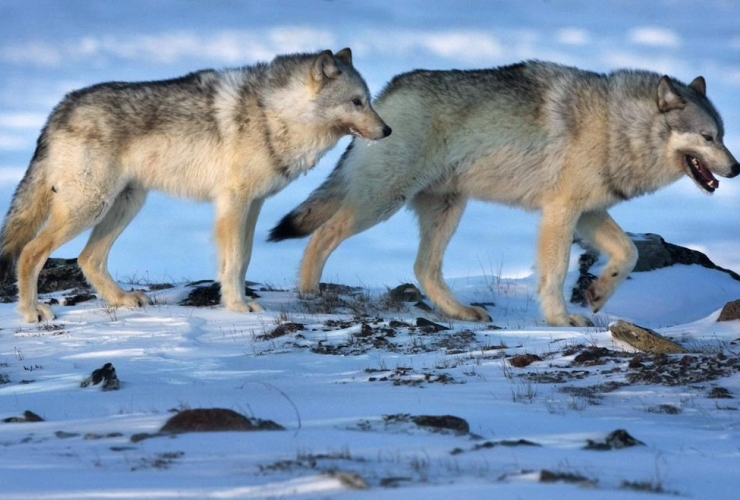 Wolves, tundra, Meadowbank Gold Mine, Nunavut,