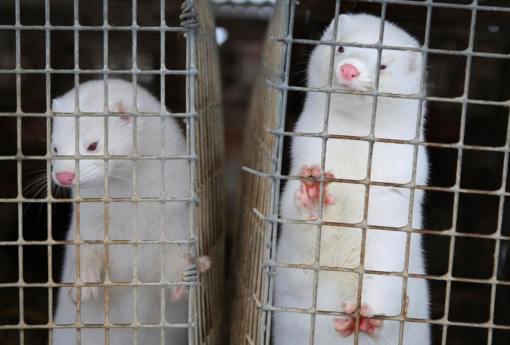 minks, cage, fur farm, Litusovo, Minsk, Belarus, 