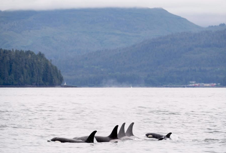 Orcas, Chatham Sound, Prince Rupert,