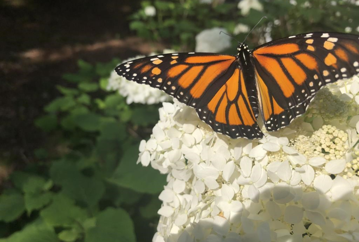 monarch butterfly,