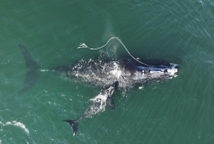 North Atlantic right whale,