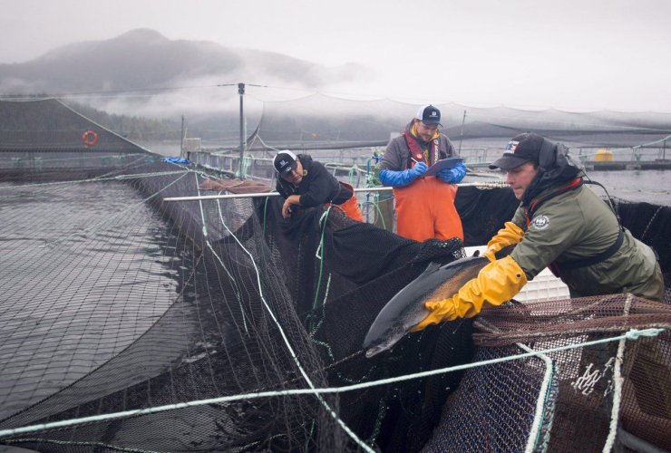 Aquatic science biologist, Shawn Stenhouse, Atlantic salmon, Okisollo fish farm, Campbell River,