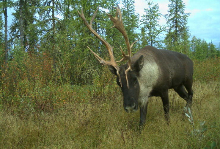 caribou, Algar region, Alberta,