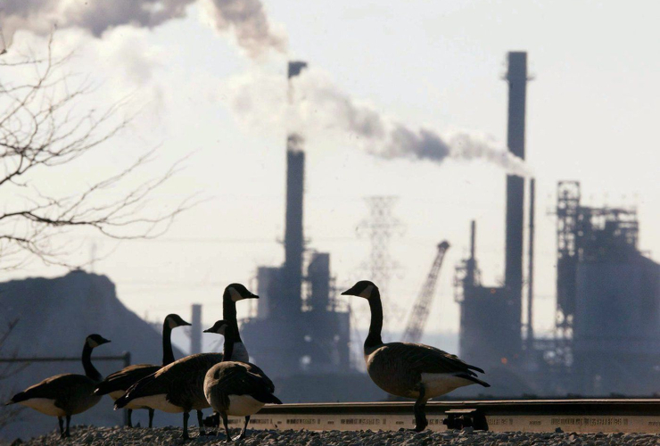 Canada geese, railway tracks, Hamilton Harbour, 