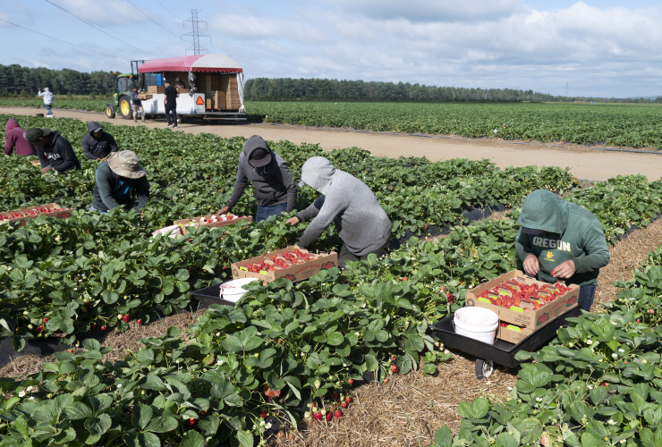 Six or so Mexican and Guatemalan workers bent over picking strawberries