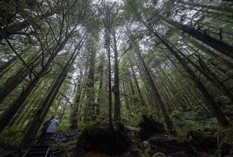 Old Growth Trees,