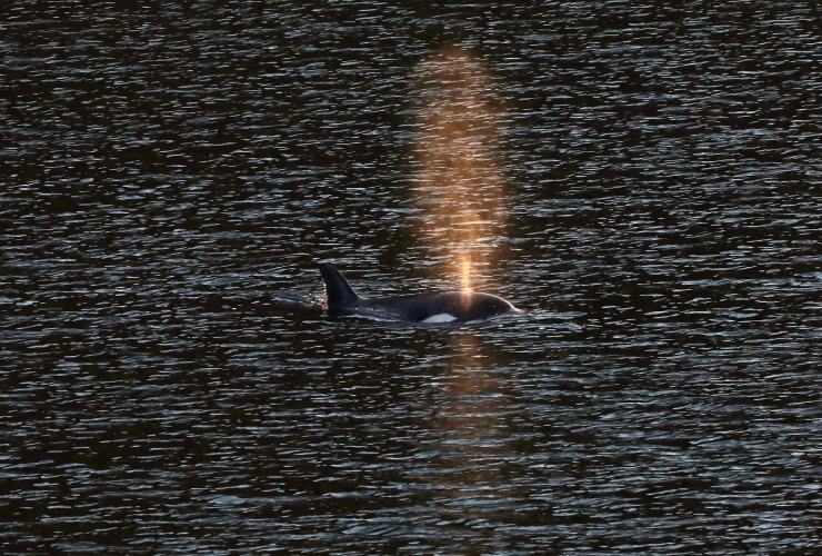 Baby orca - Brave Little Hunter - monitored by Fisheries