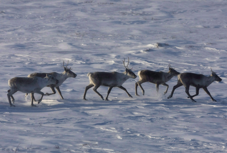 Wild caribou roam the tundra near The Meadowbank Gold Mine located in the Nunavut on March 25, 2009. 