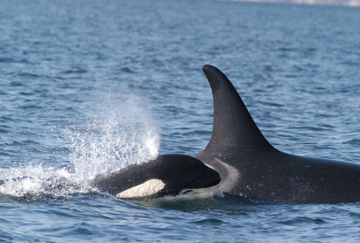 Southern Resident Killer Whale mother and her calf swimming.