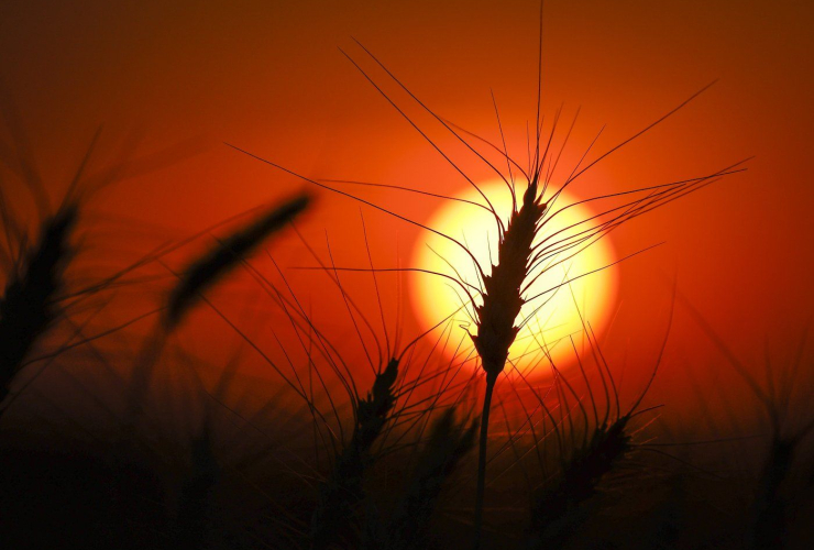 Sun, wheat, wheat crop,