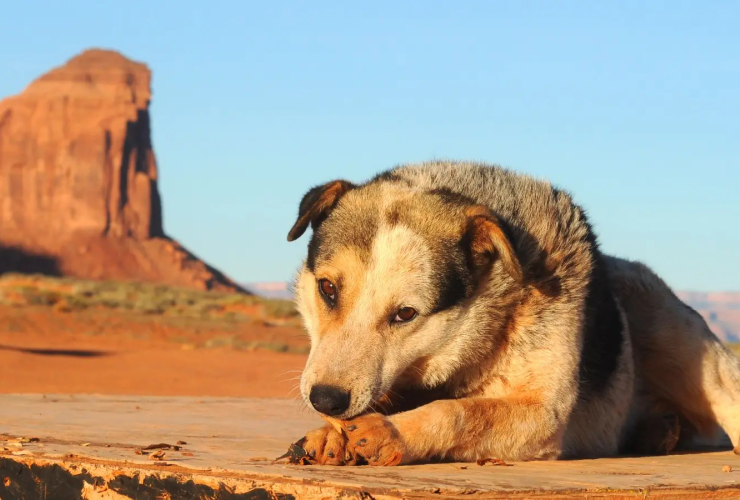 Rez dogs, Climate Change,