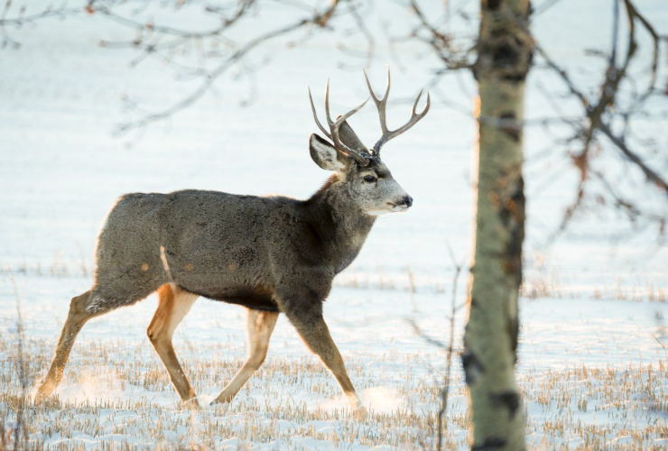 mule deer buck,