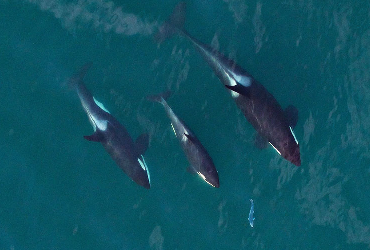 three orca whales, two adult one baby, swimming side by side