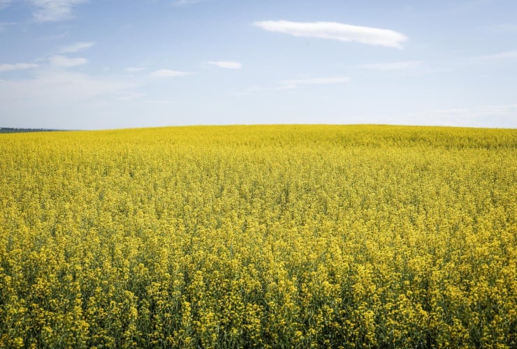 Canola Fields,