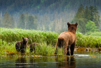 Great Bear Rainforest, trophy hunt, grizzly hunt, British Columbia, grizzly bears, grizzly cubs